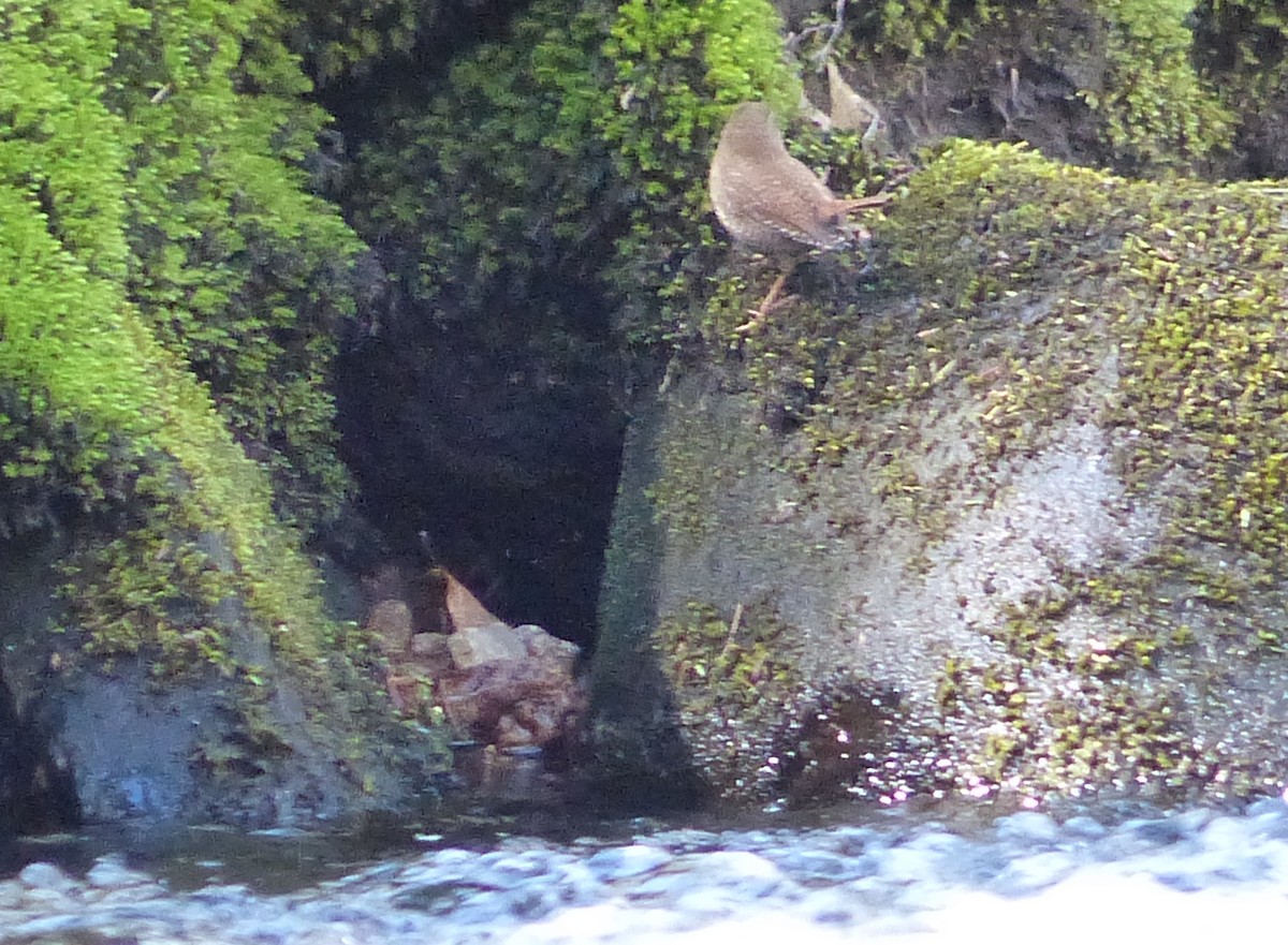 Winter Wren - ML442128801