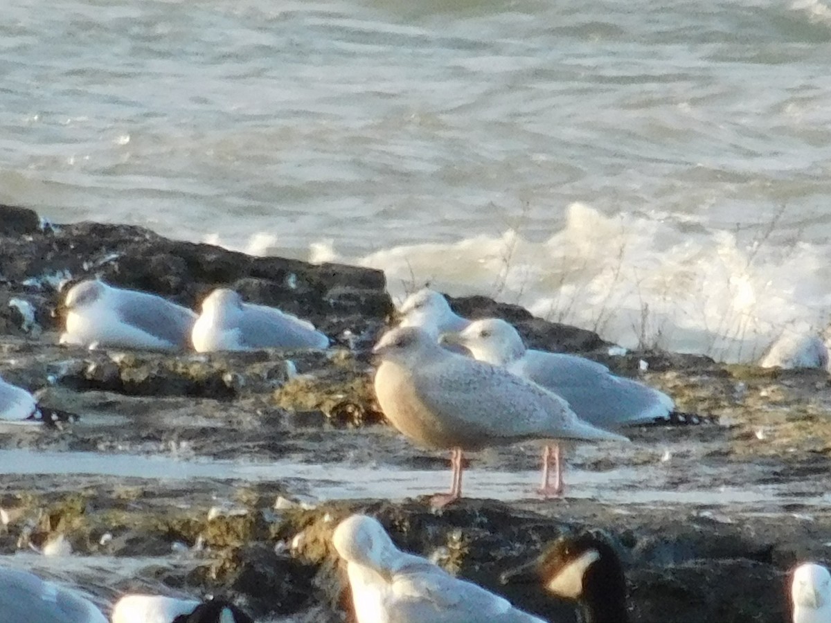 Iceland Gull (kumlieni) - ML44212881