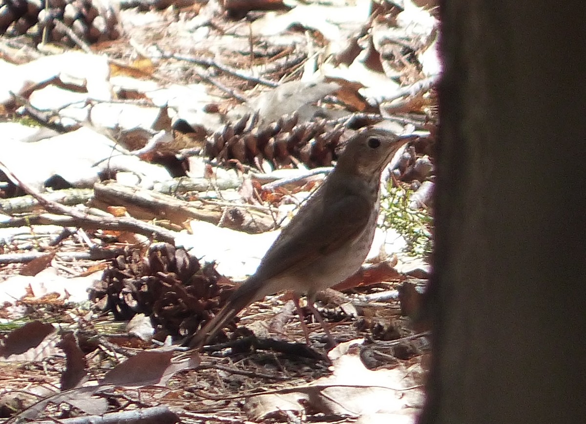 Hermit Thrush - ML442128851