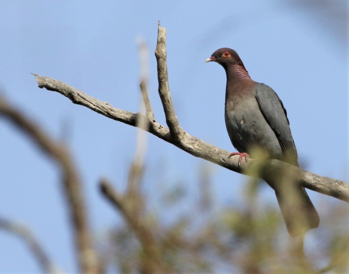 Scaly-naped Pigeon - ML442128901