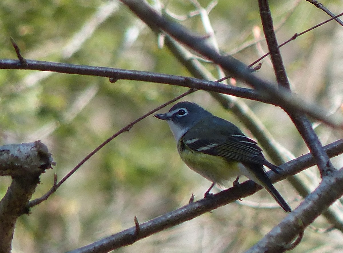 Mavi Başlı Vireo - ML442129131