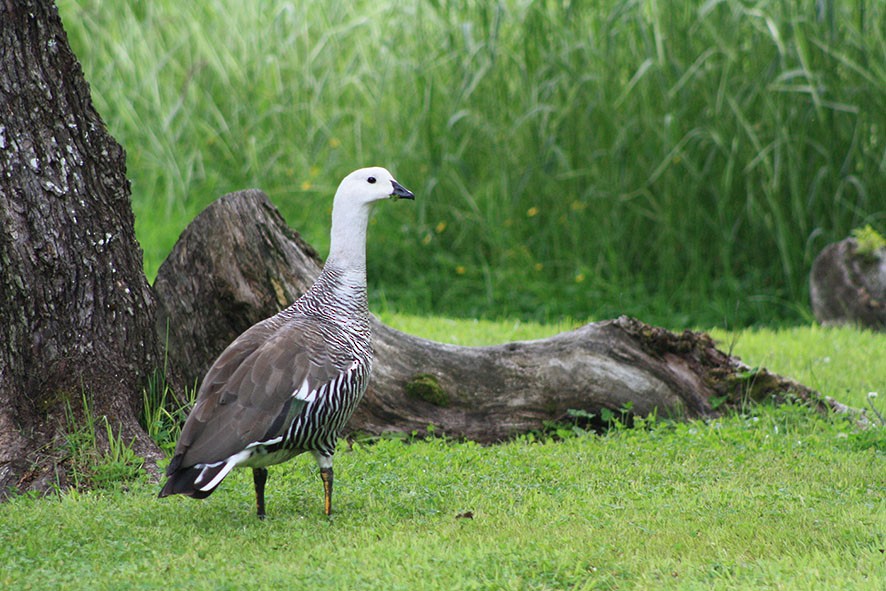 Upland Goose - ML442129171