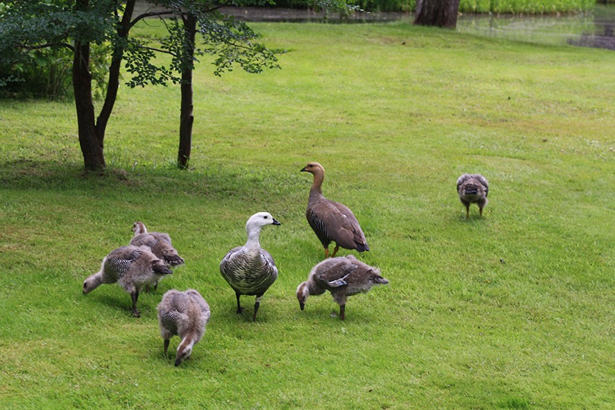 Upland Goose - Loreto Cooper