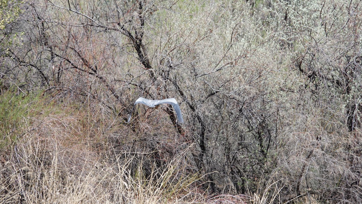 Great Blue Heron - ML442129981