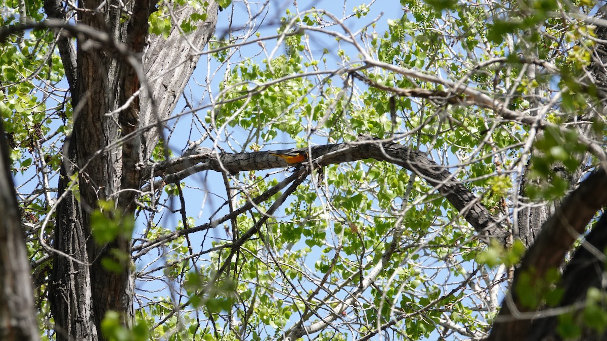 Bullock's Oriole - ML442130311