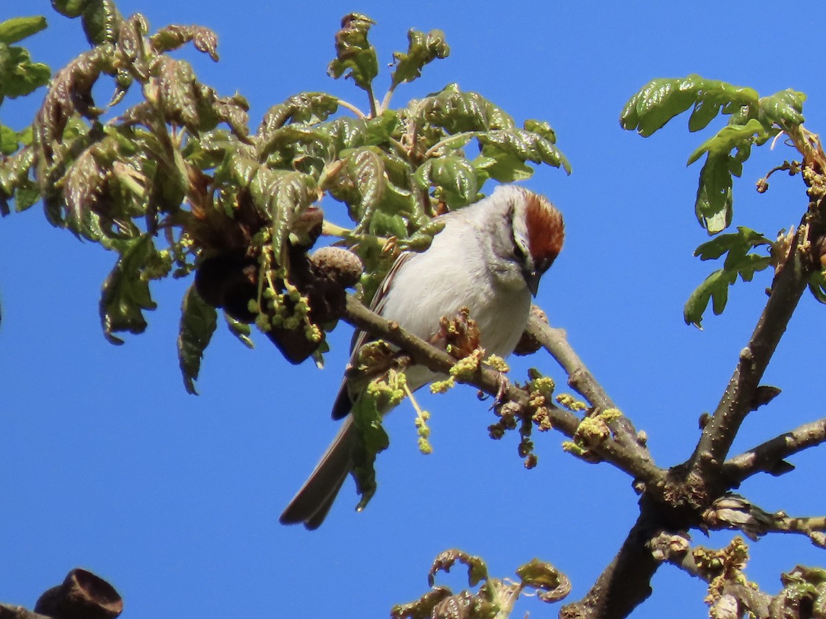 Chipping Sparrow - ML442130521