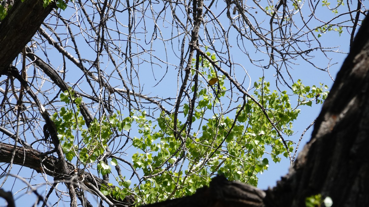 Yellow Warbler (Northern) - ML442130751