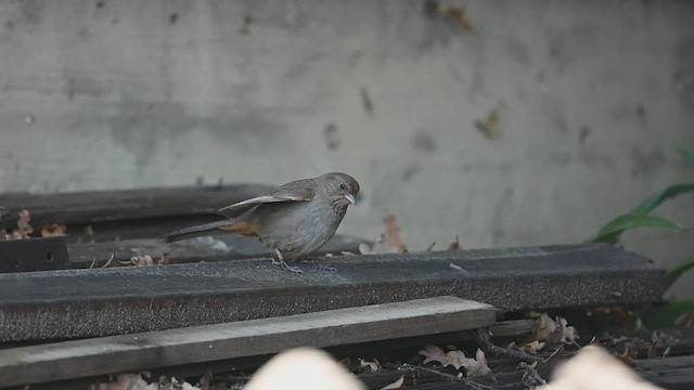 California Towhee - ML442131141