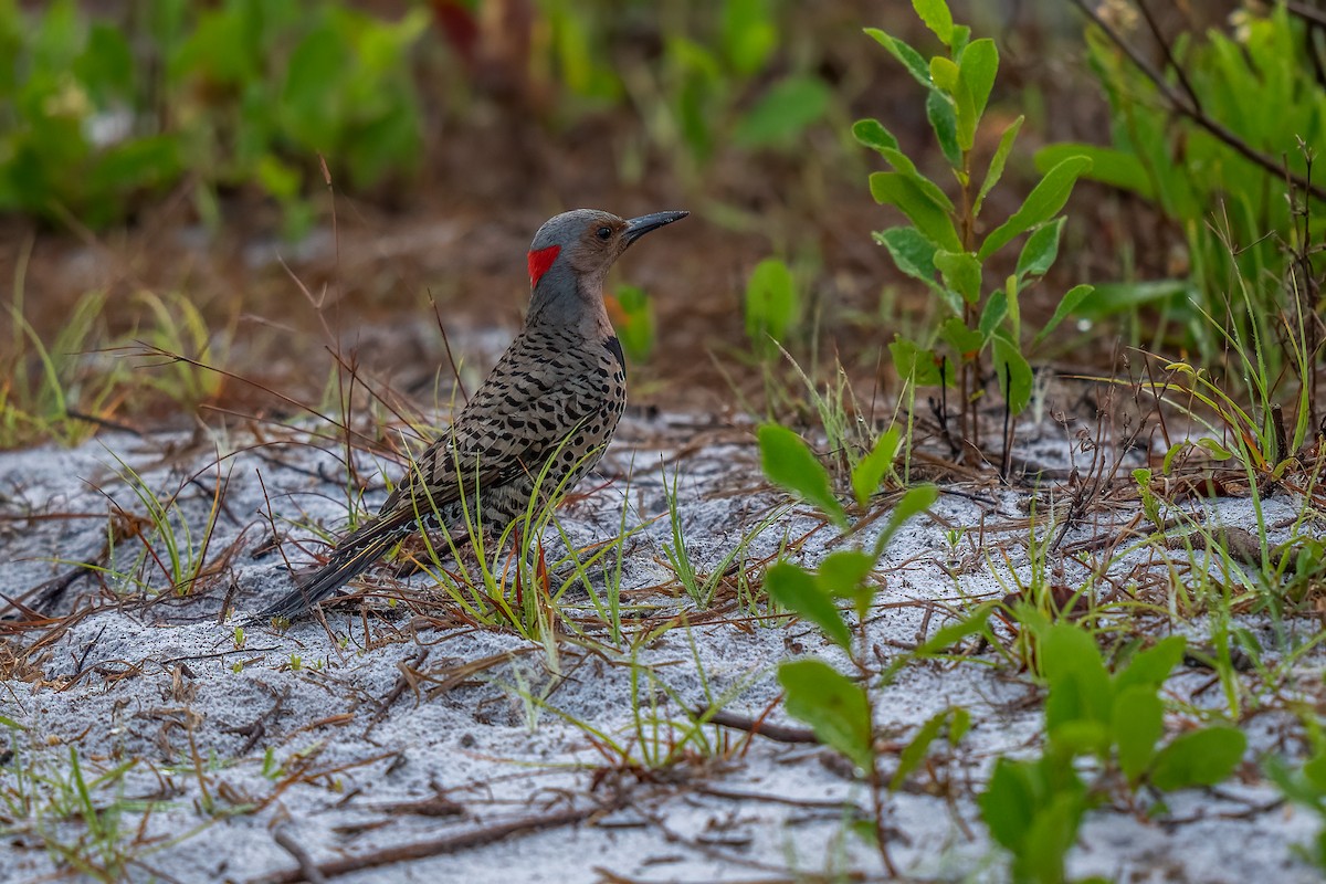 Northern Flicker - ML442131321