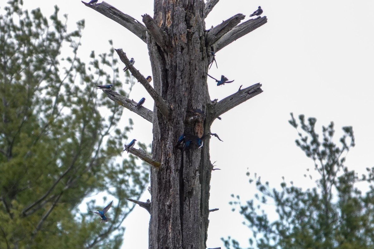 Tree Swallow - ML442132701