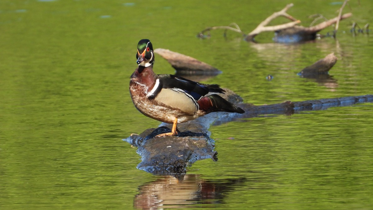 Wood Duck - ML442133881