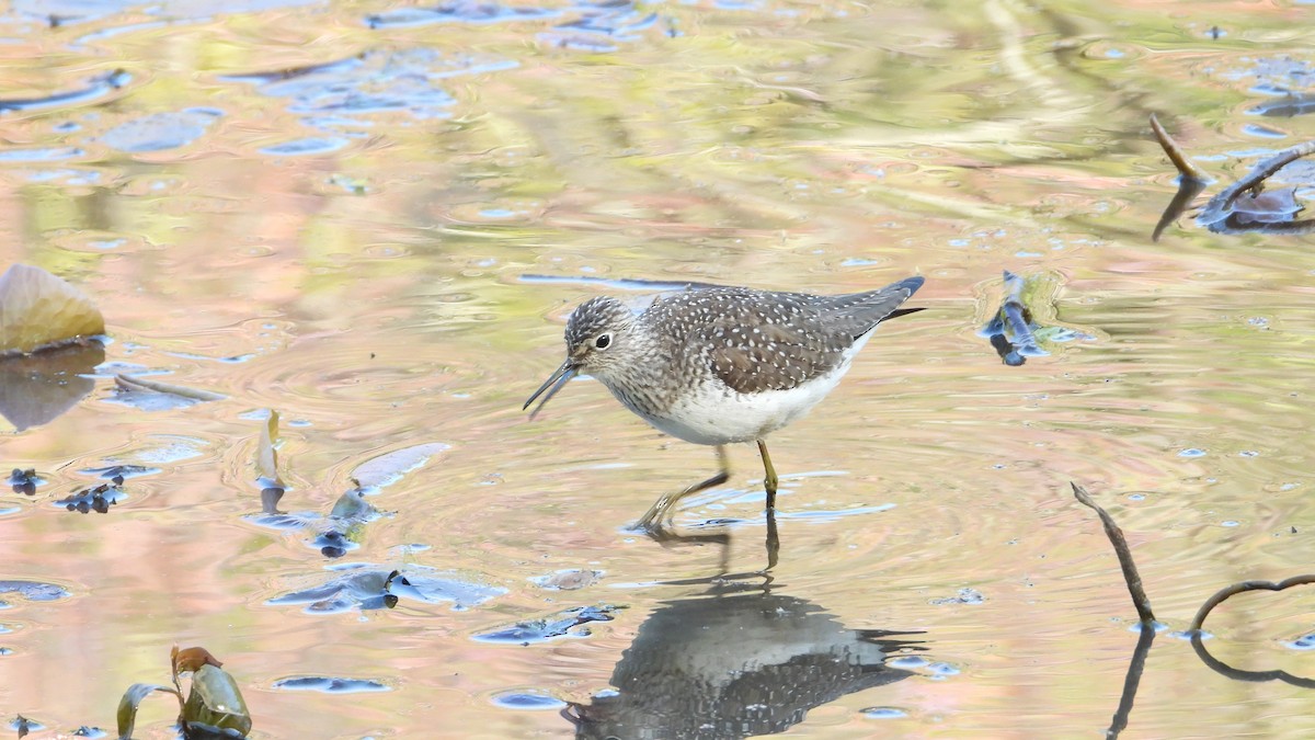 Solitary Sandpiper - ML442134211