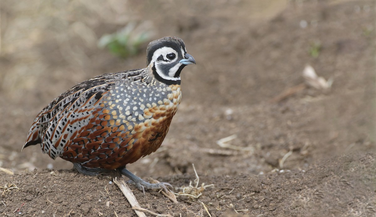 Ocellated Quail - Luke Seitz