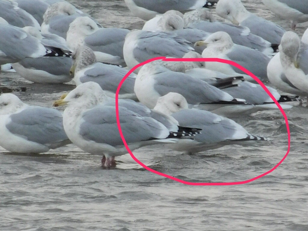 Iceland Gull (kumlieni) - ML44213441