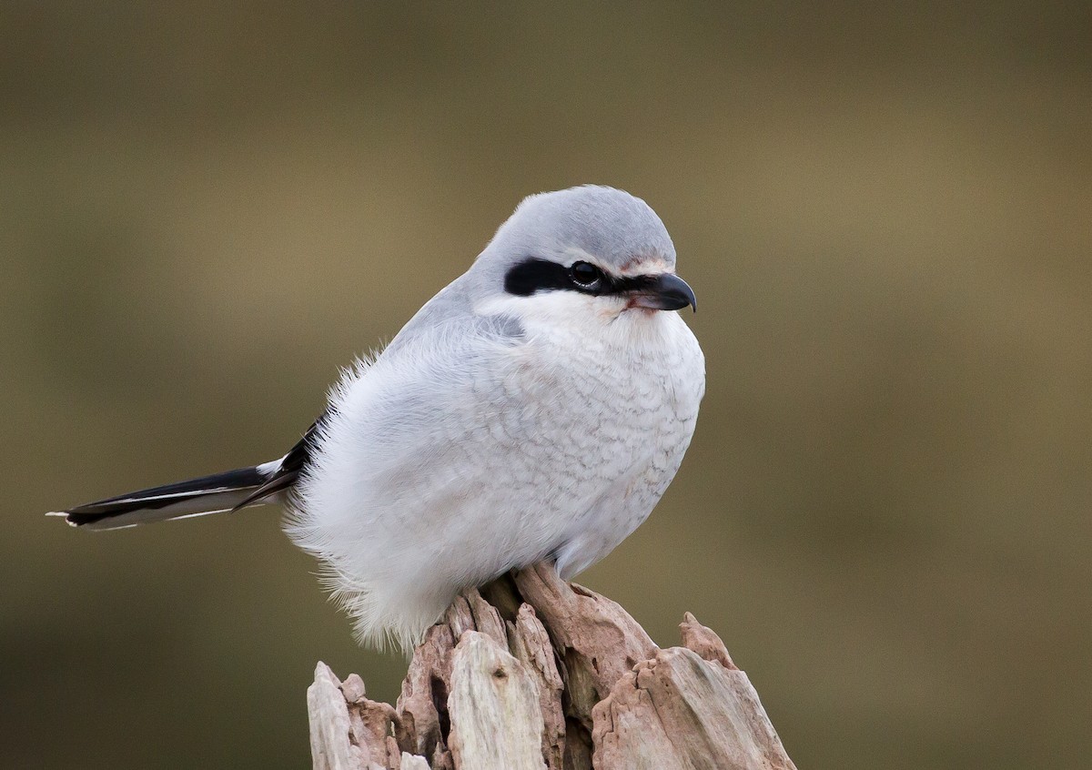 Northern Shrike - ML44213481