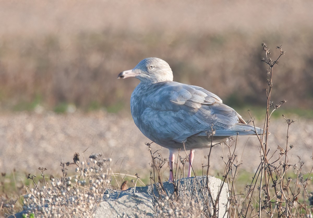 Glaucous Gull - ML442136461