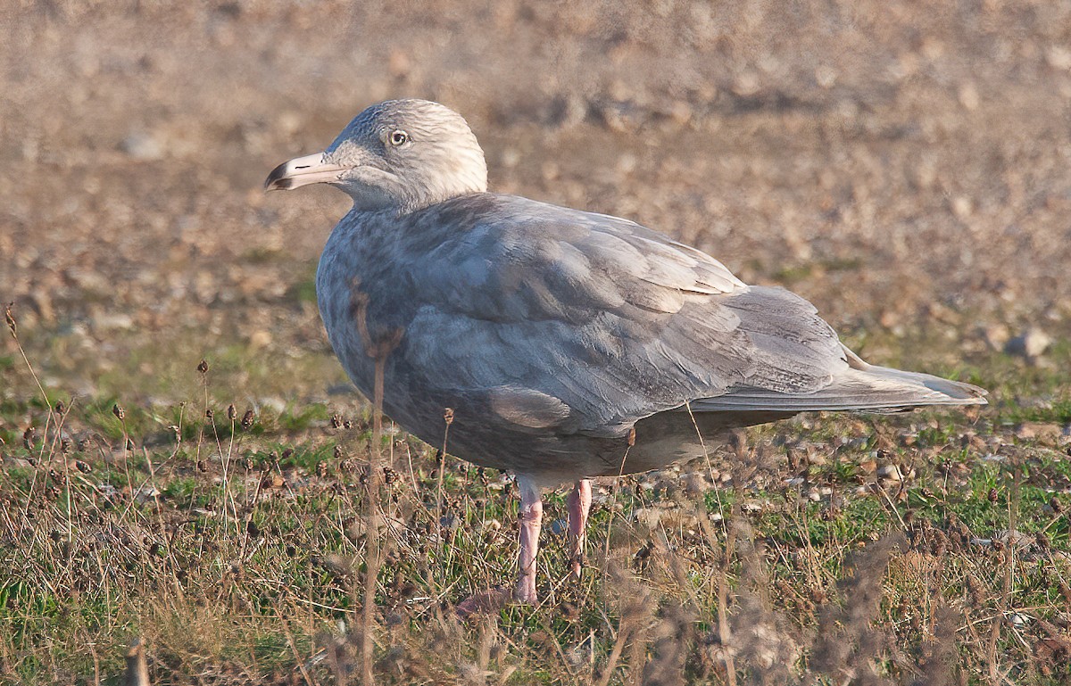 Glaucous Gull - ML442136521