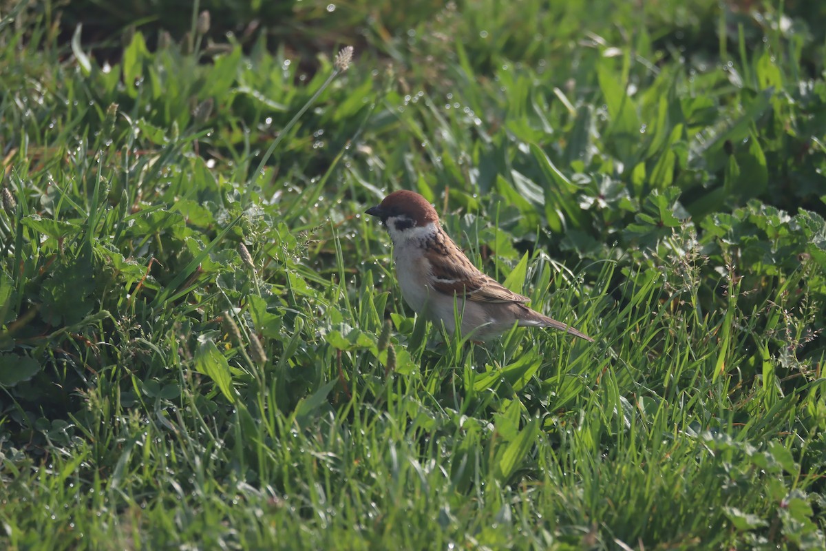 Eurasian Tree Sparrow - ML442136731