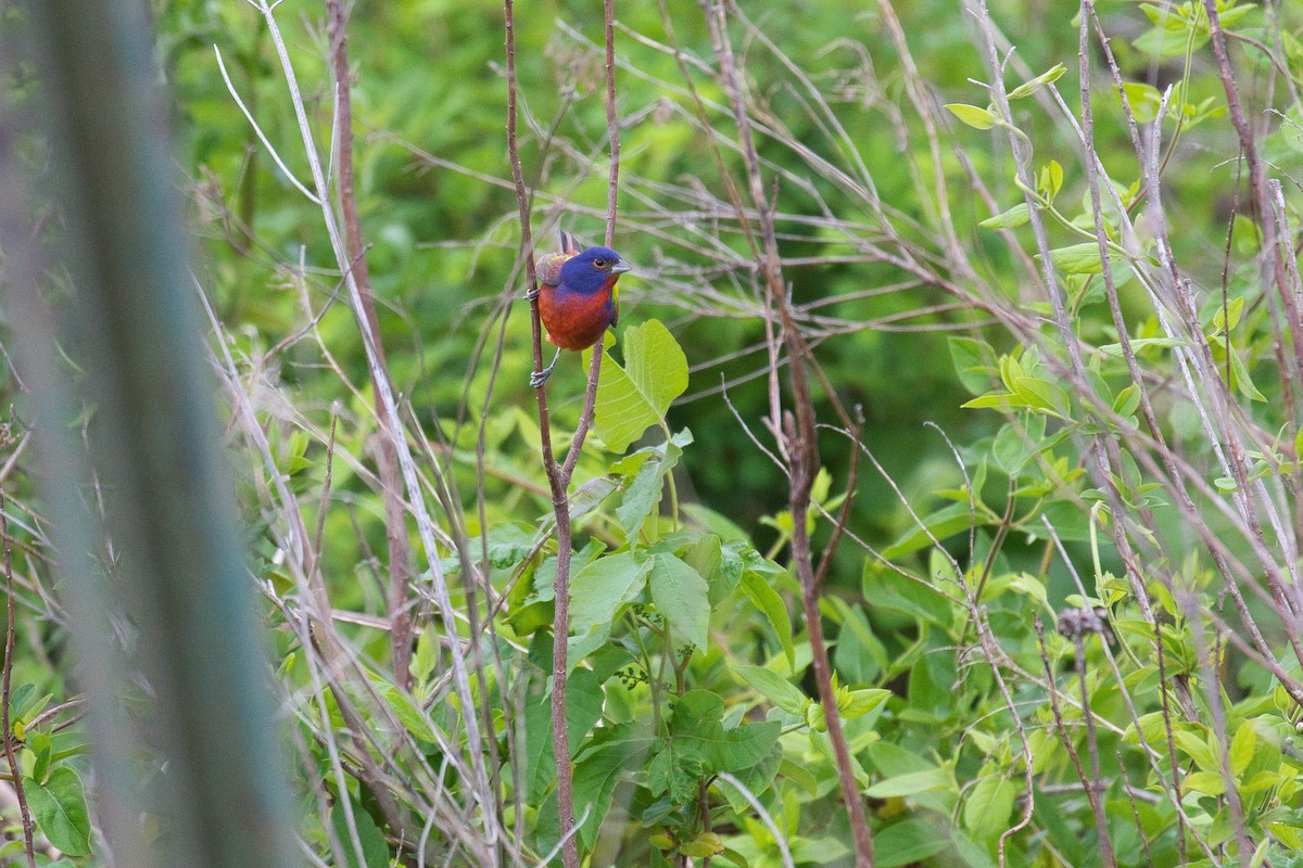 Painted Bunting - ML442136761