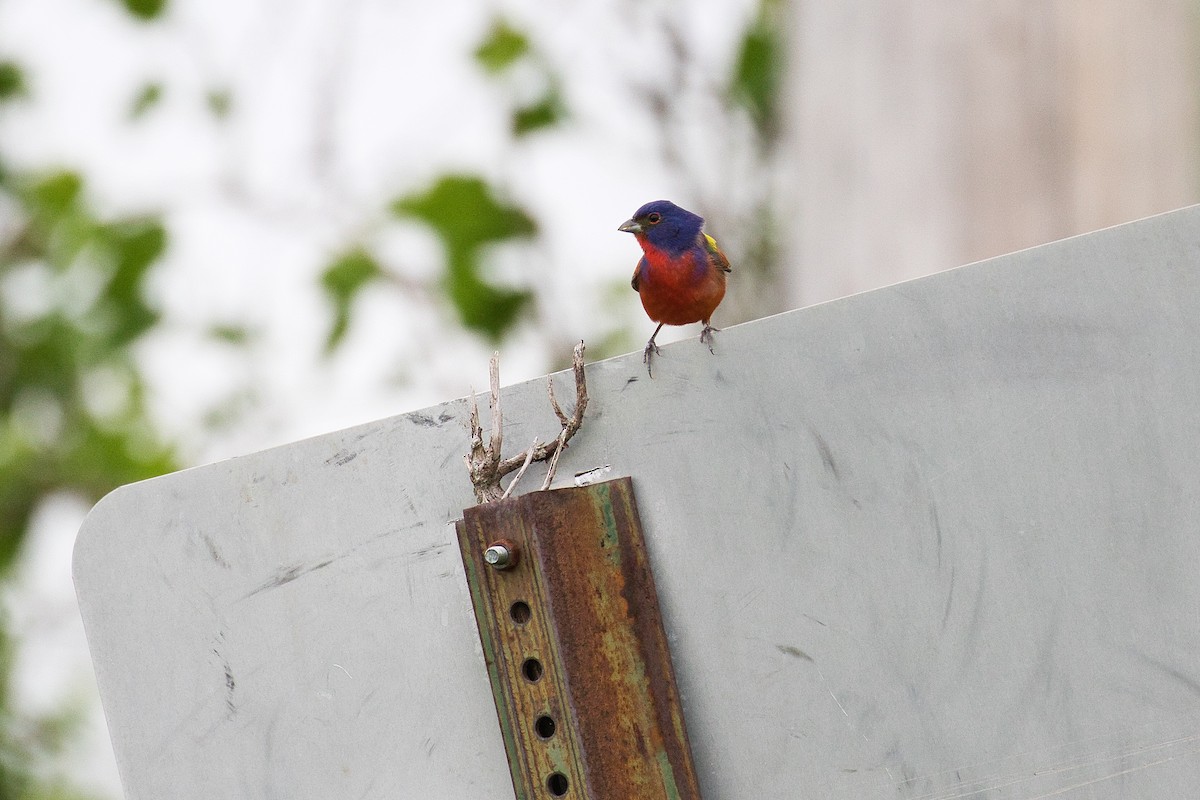 Painted Bunting - ML442136791