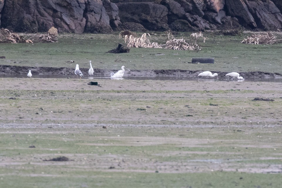 Eurasian Spoonbill - ML44213731