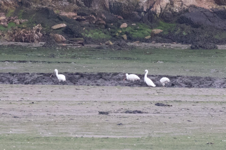 Eurasian Spoonbill - ML44213741