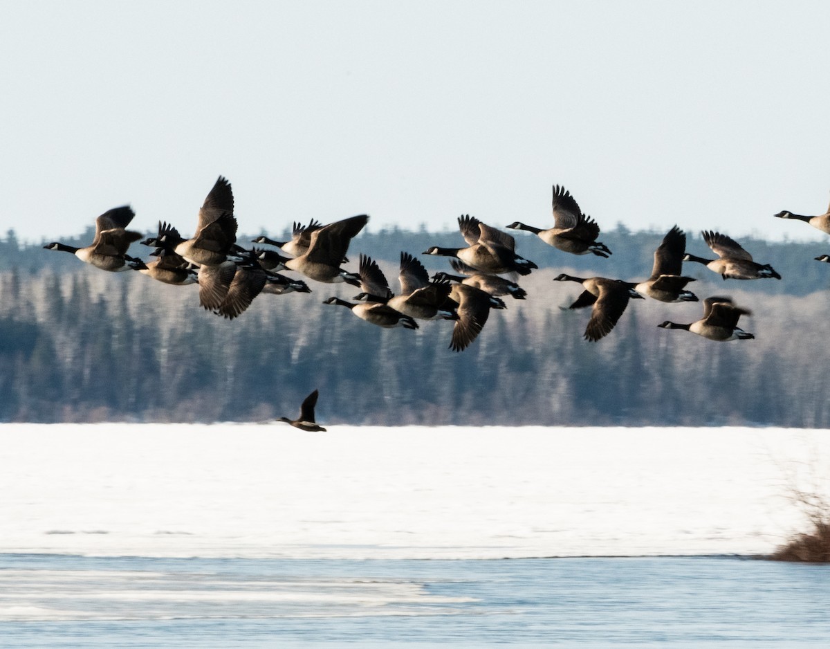 Канад галуу - ML442137431