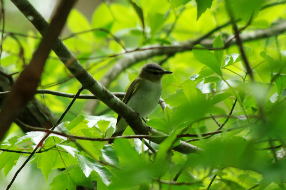 アカメモズモドキ - ML442137521