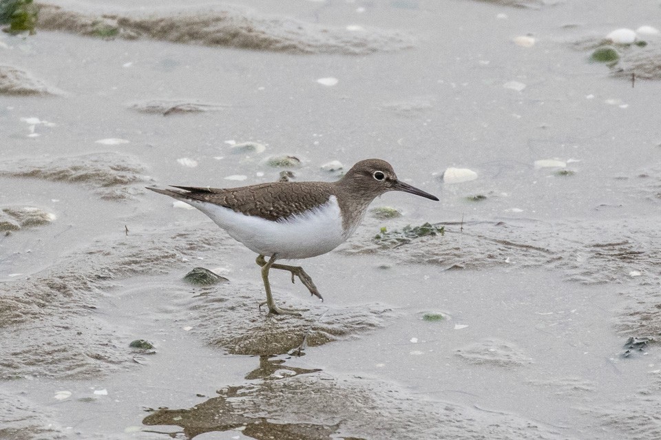 Common Sandpiper - ML44213851