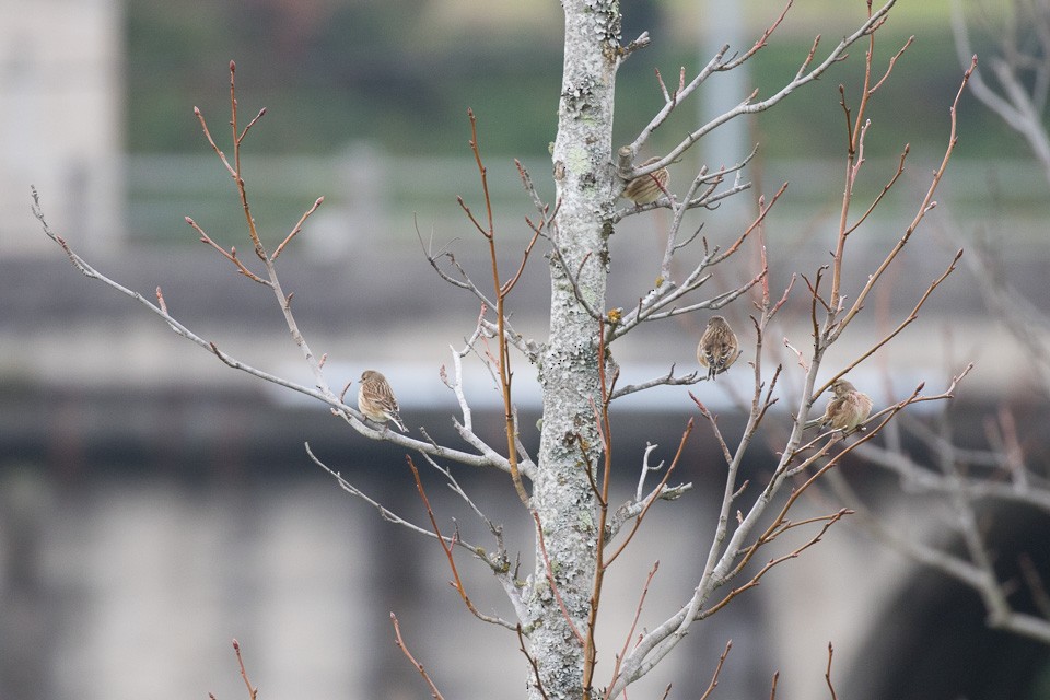 Eurasian Linnet - ML44213961