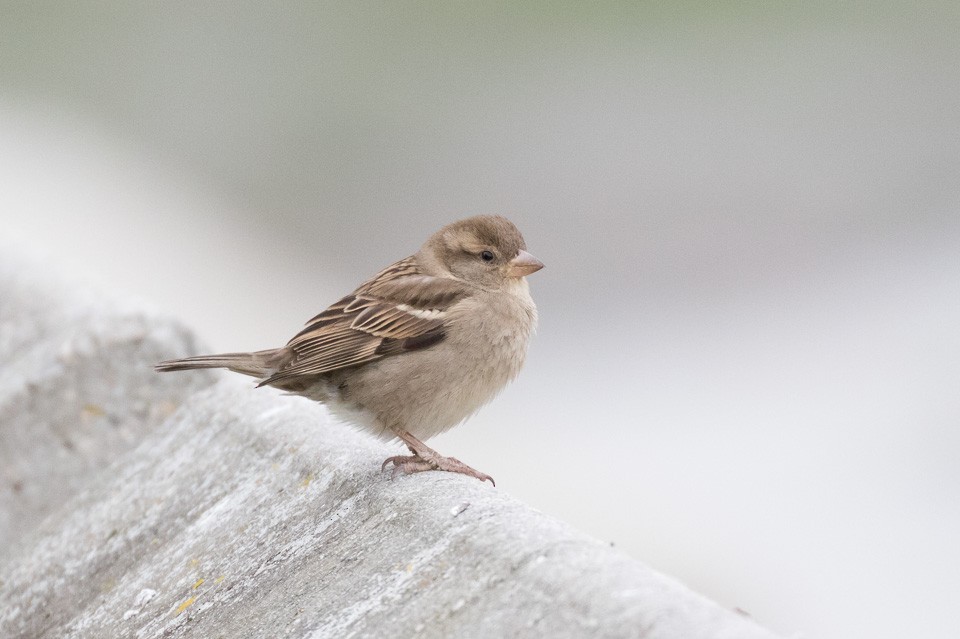 House Sparrow - ML44214041