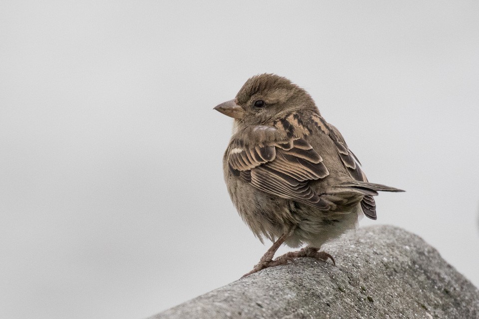 House Sparrow - ML44214051