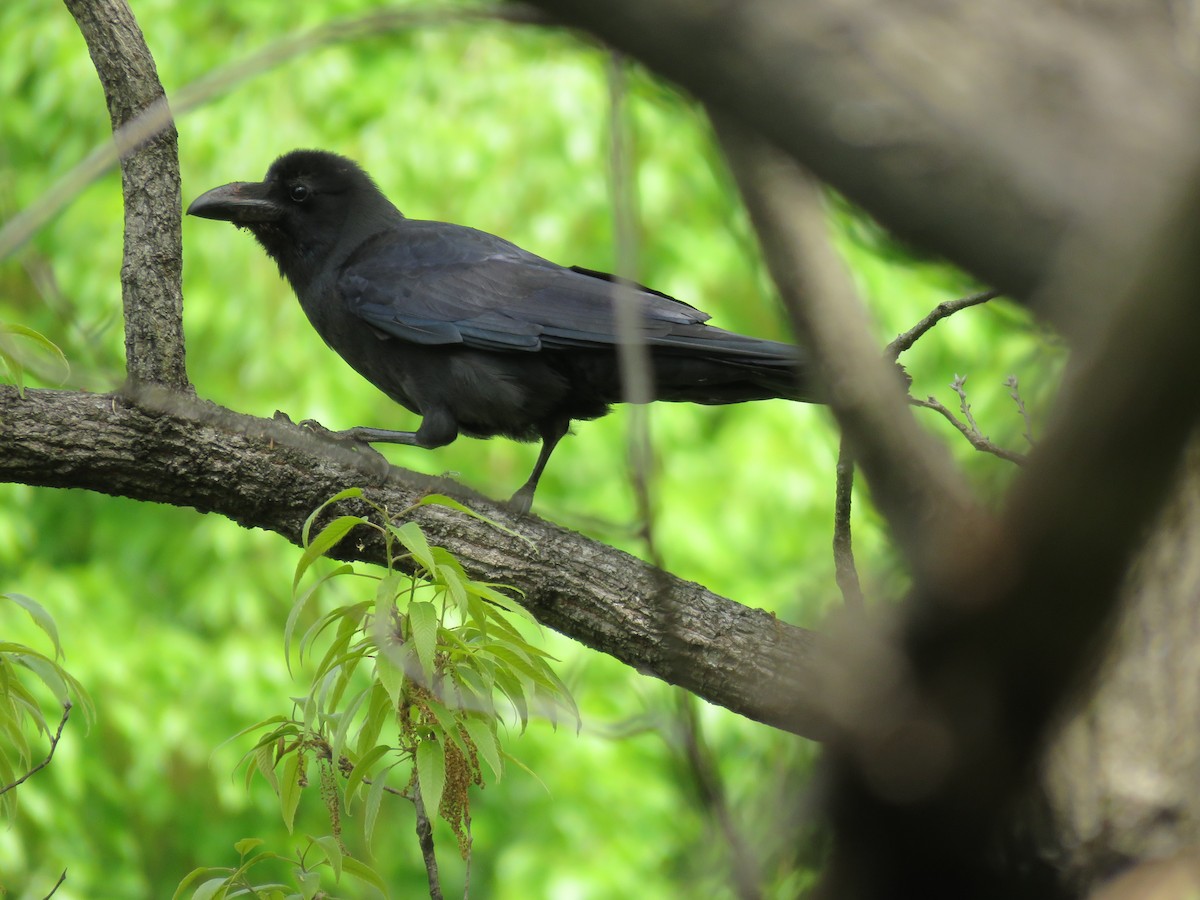 Large-billed Crow - ML442141291