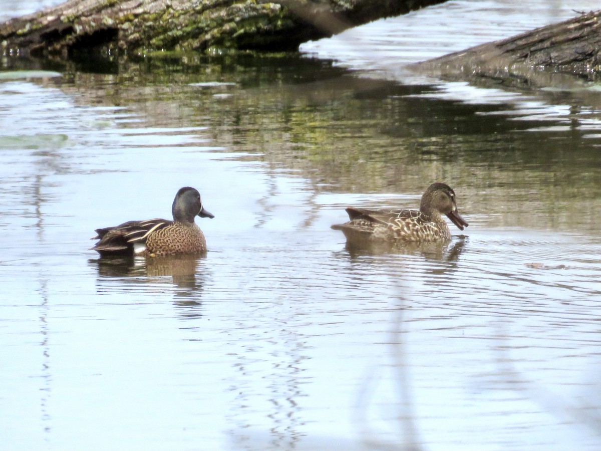 Blue-winged Teal - ML442144161