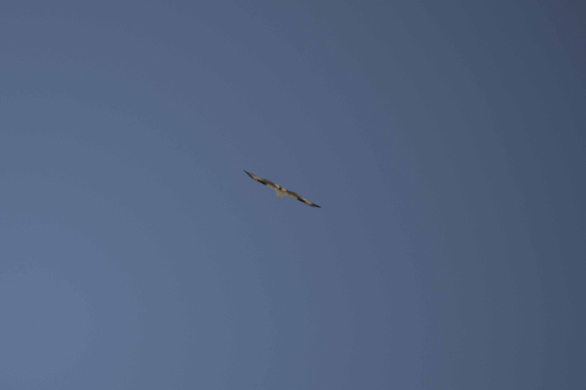 Águila Pescadora - ML442144491
