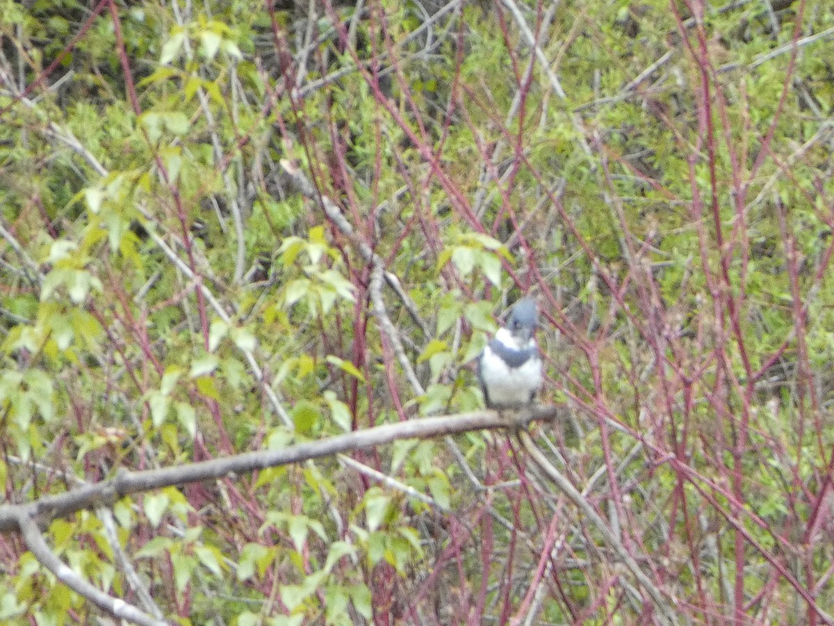 Belted Kingfisher - ML442144971