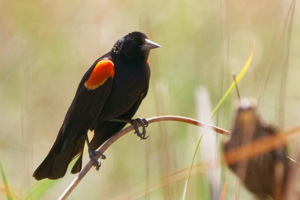 Red-winged Blackbird - Susanne Meyer