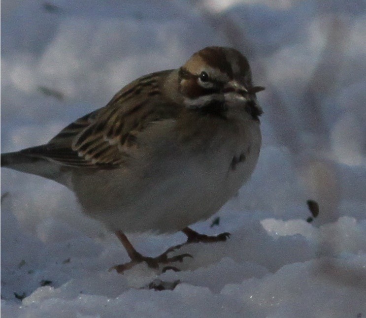 Lark Sparrow - ML44214771