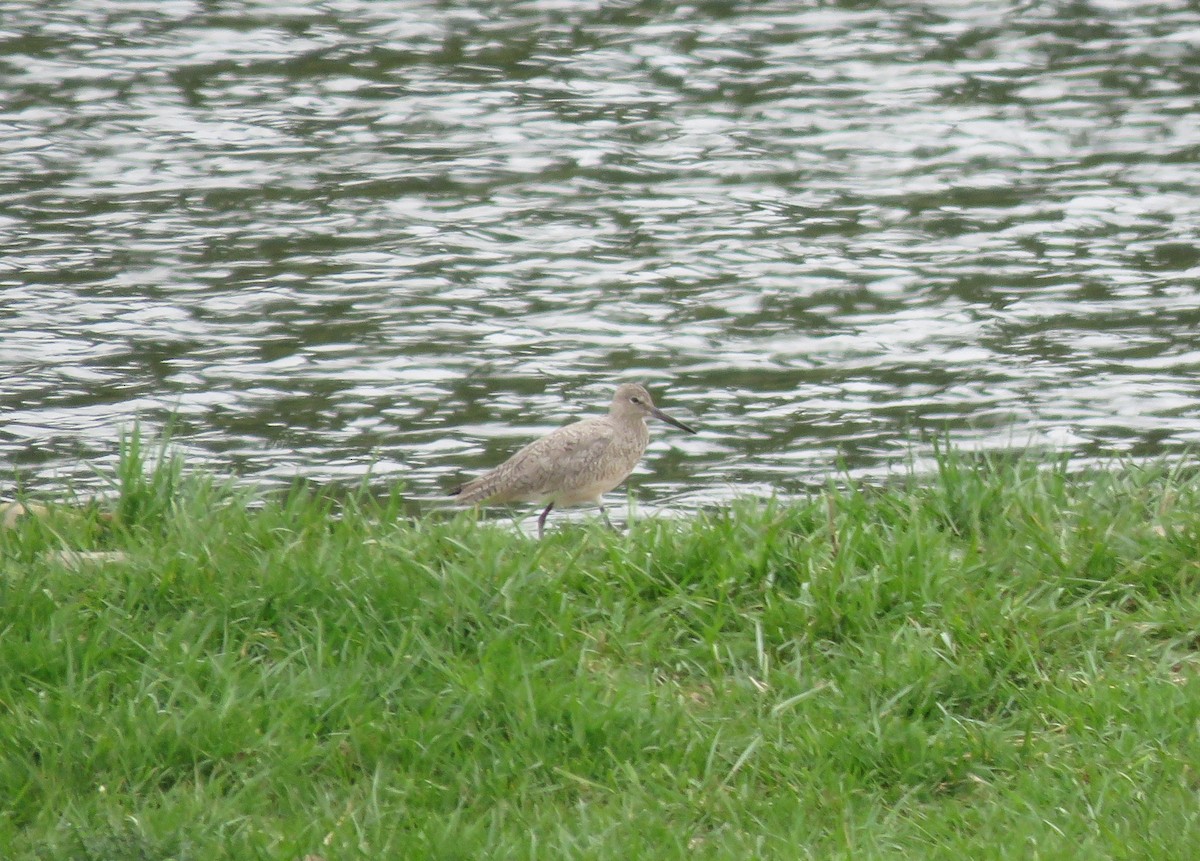 Willet - ML442150251