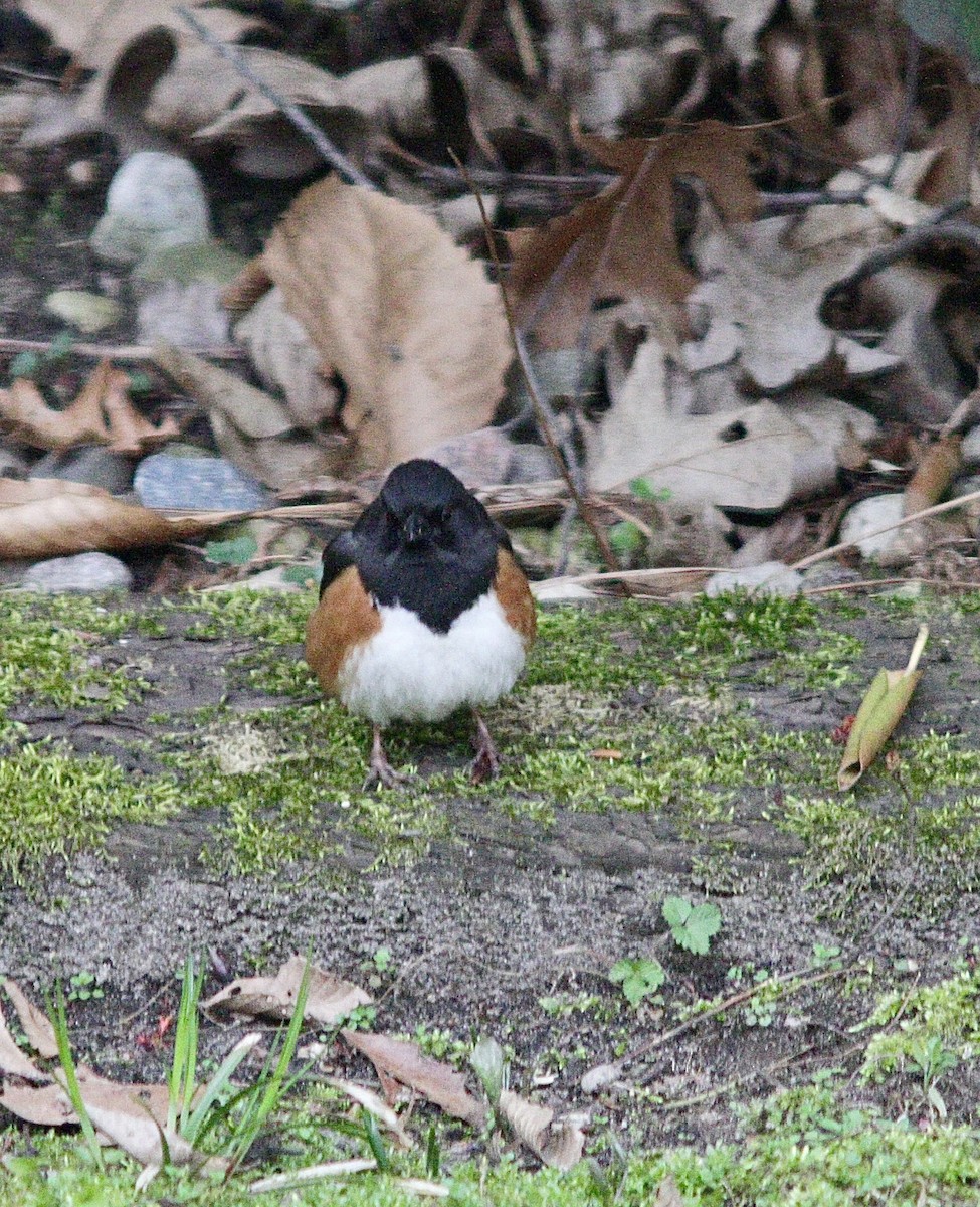 Eastern Towhee - ML442151001