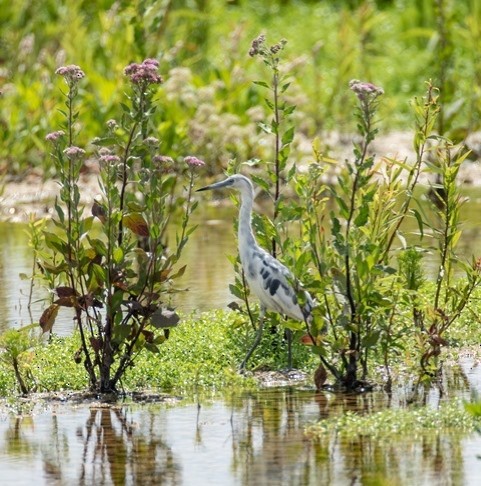 Little Blue Heron - Bruce Pickholtz