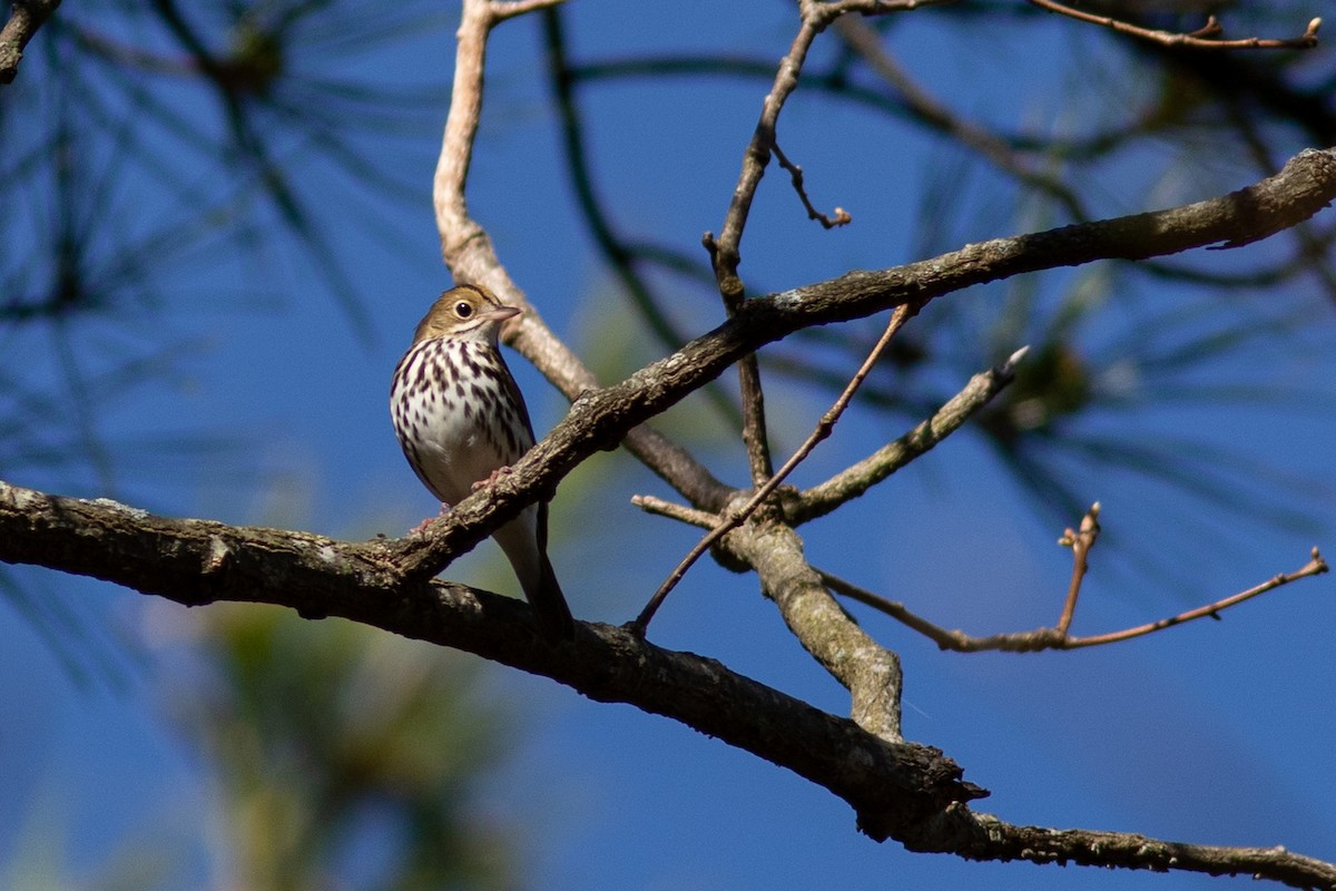 Ovenbird - Tom Blevins