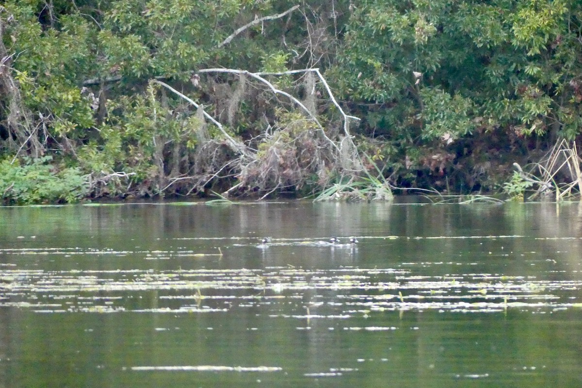 Bufflehead - ML442158291
