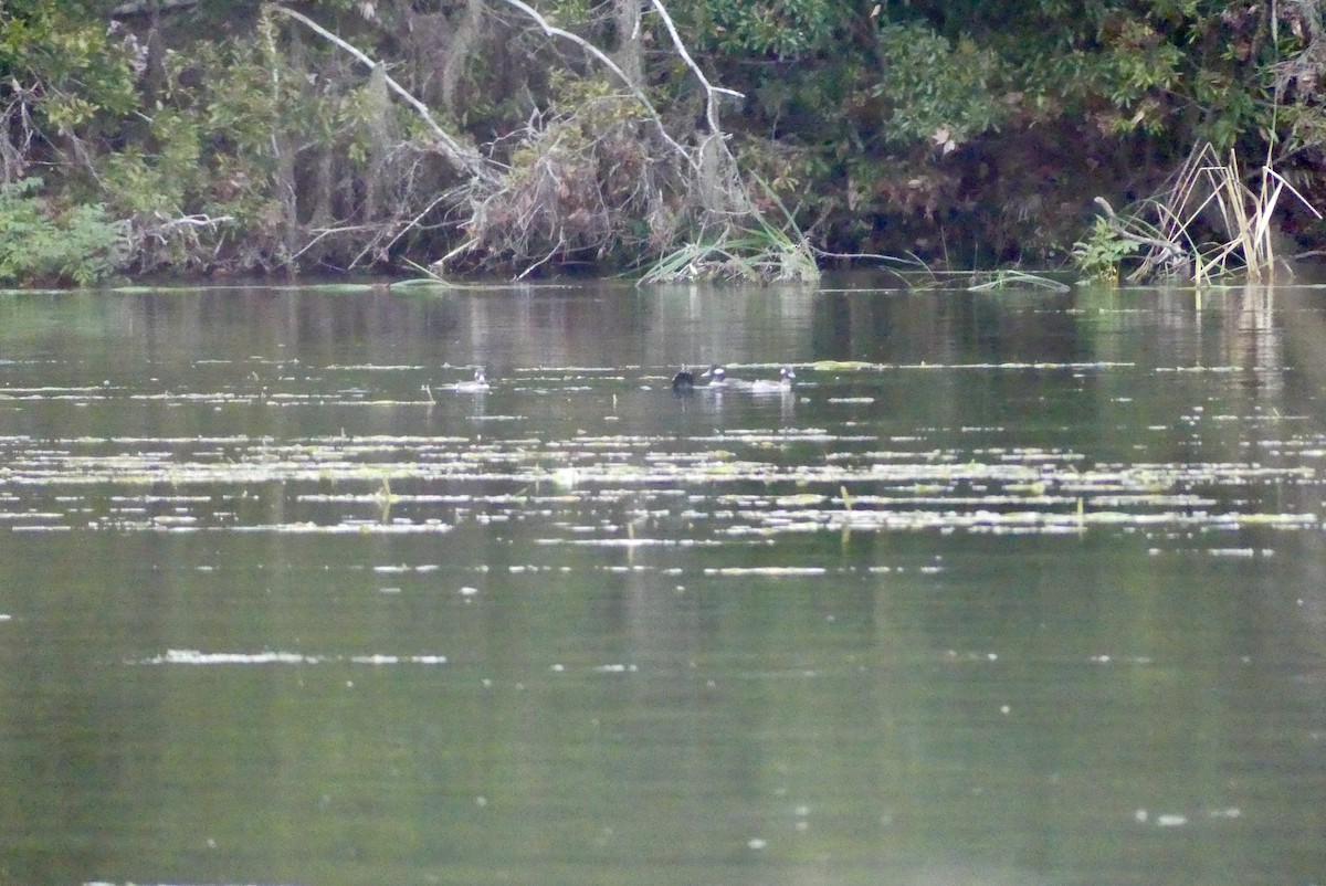 Bufflehead - ML442158341