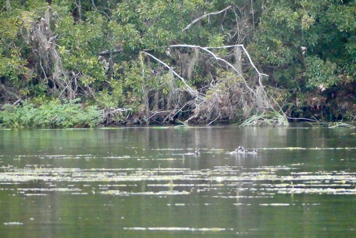 Bufflehead - ML442158351