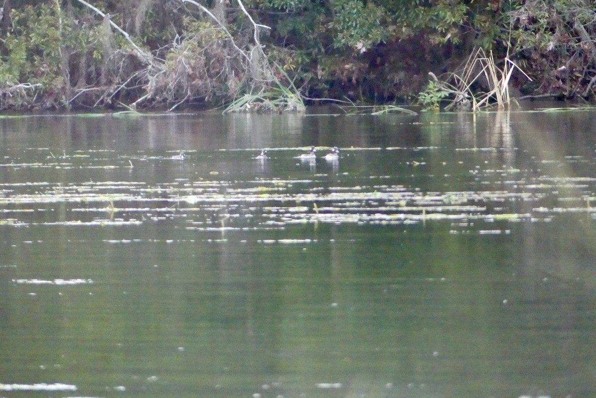 Bufflehead - ML442158361