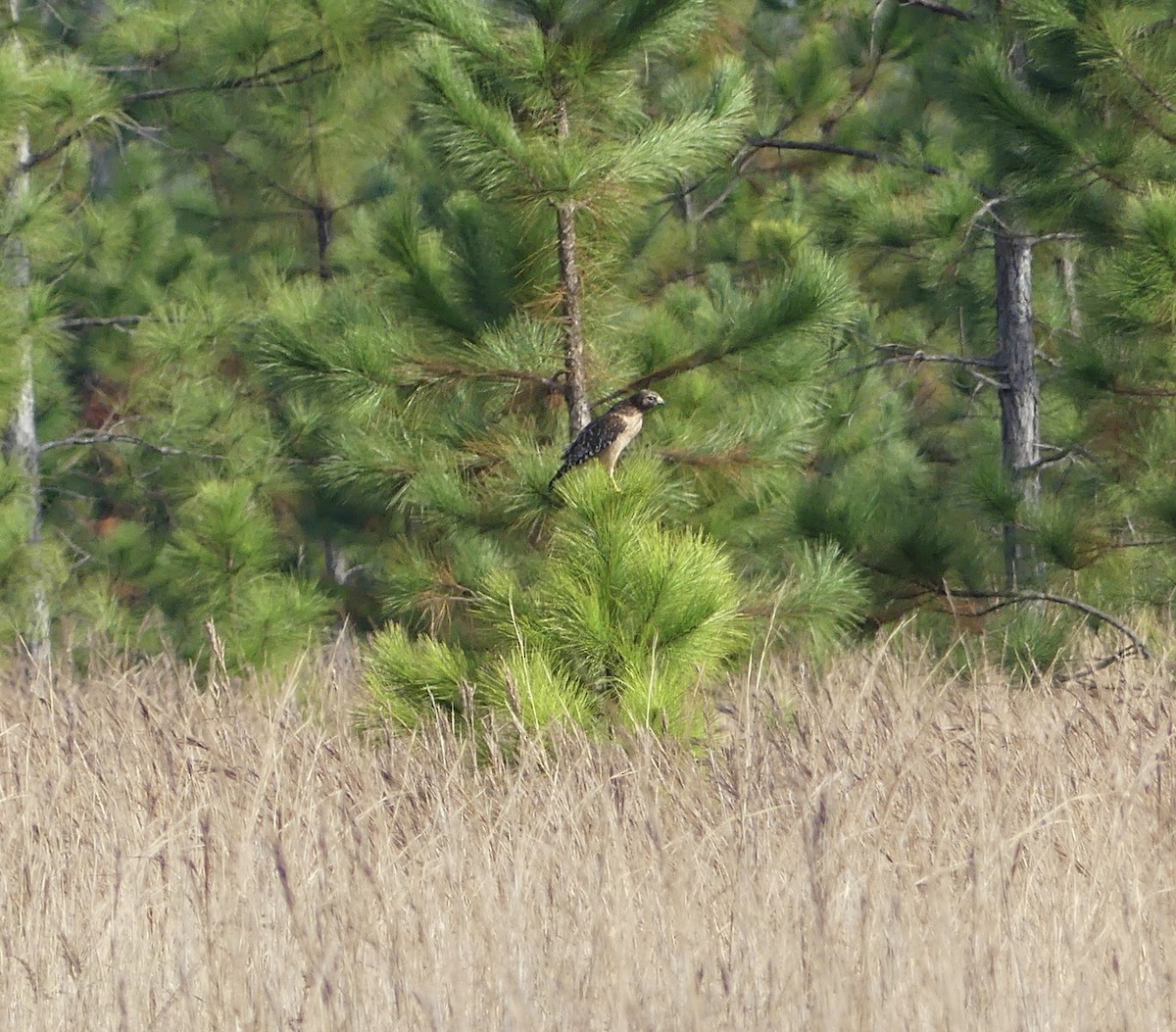 Красноплечий канюк [группа lineatus] - ML442158951