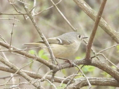 Ruby-crowned Kinglet - ML442159771