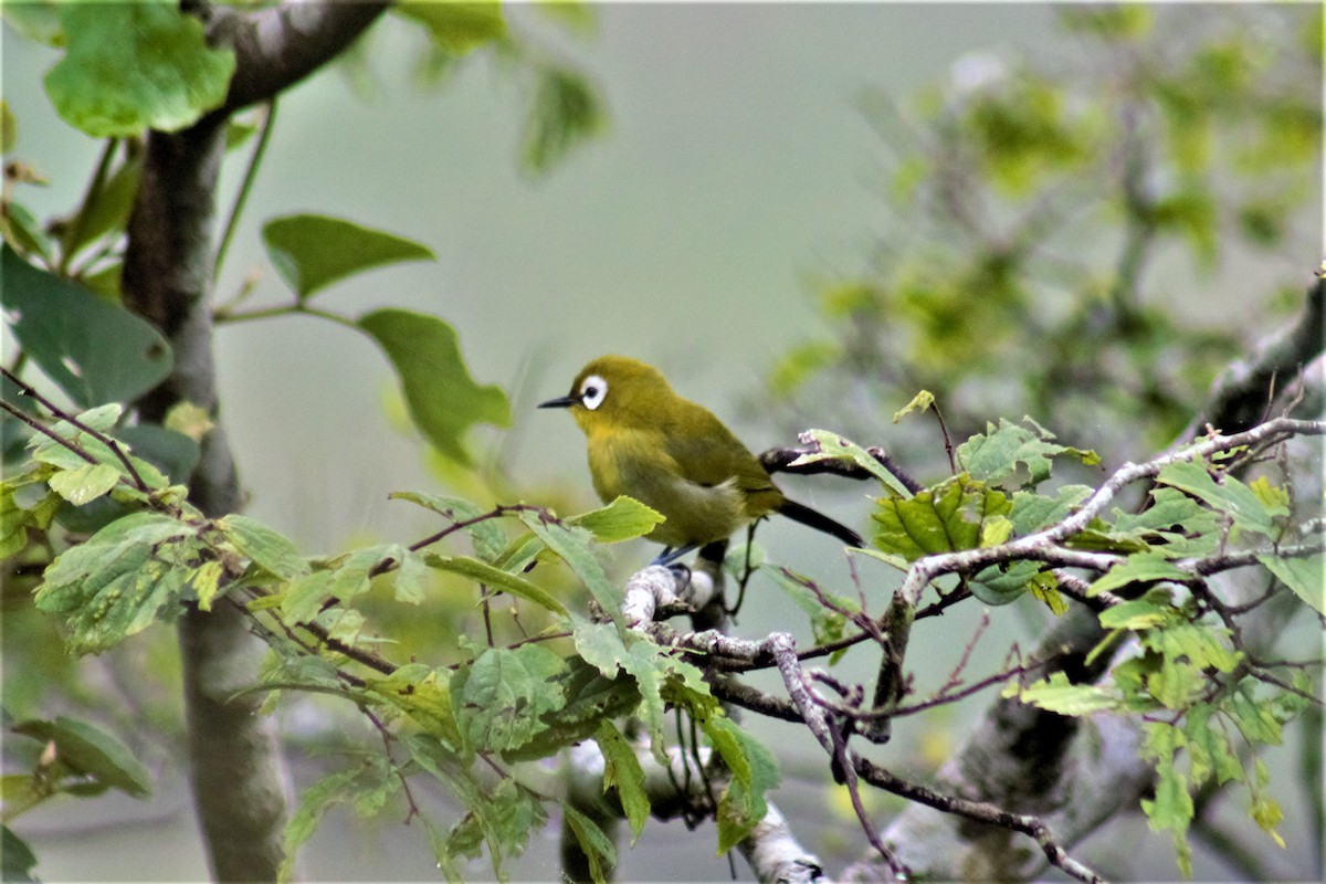 Kilimanjaro White-eye - ML442160071