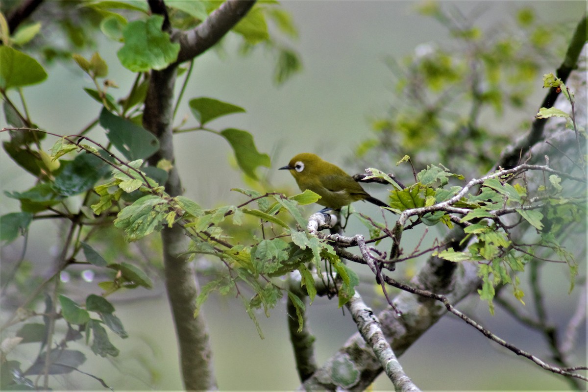 Kilimanjaro White-eye - ML442160121